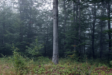 Obraz premium Forest fog green trees