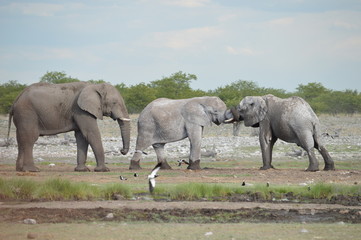 Elephant siblings fighting in african savannah
