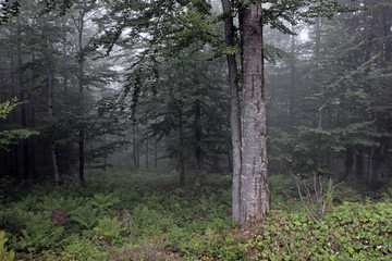 Forest fog green trees