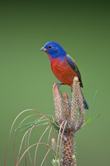 Painted Bunting