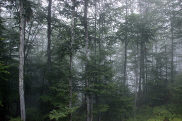 Forest fog green trees