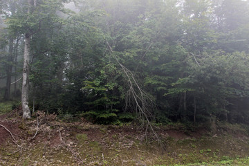 Forest fog green trees