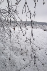 Snowy tree branch and wintry meadow