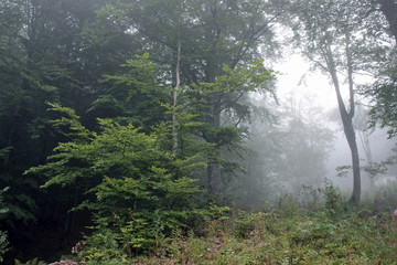 Forest fog green trees