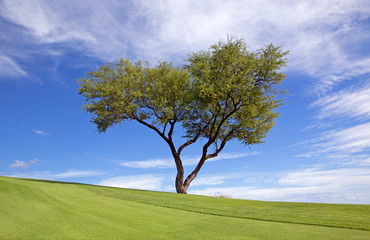 Fototapeta na wymiar The perfect tree on a perfect day
