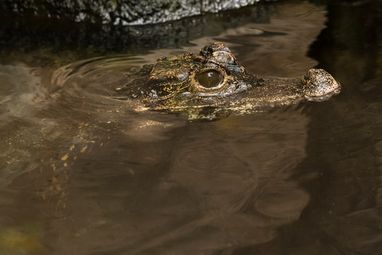 Detail crocodile heads in water.