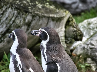 Shot of a group of penguins