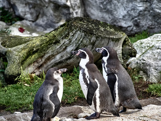 Shot of a group of penguins