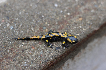 Fire salamander on asphalt roadside