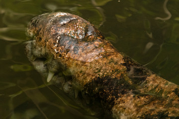 Detail of a crocodile jaw tip.