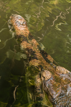 Detail crocodile heads in water.