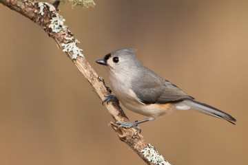 Tufted Titmouse taken in southeastern MN in the wild