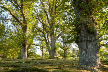 Chestnut woods in the Monte Amiata Tuscany Italy, with a big tree in the the foreground, during the chestnuts harvest  in autumn with bright colors