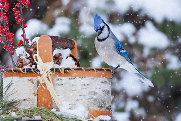 Blue Jay in snow taken in southern MN in the wild