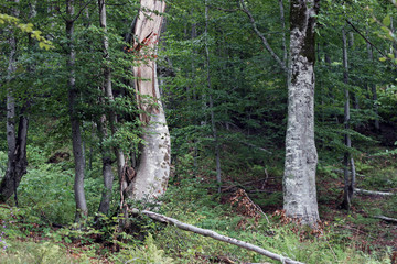 Forest fog green trees