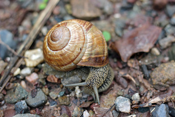 Snail in forest woods close up