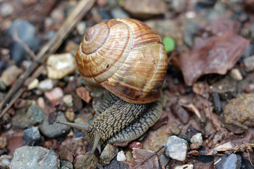 Snail in forest woods close up