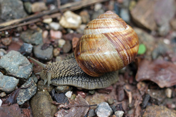Snail in forest woods close up