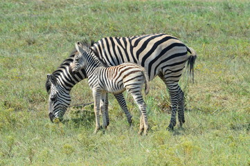 Fototapeta na wymiar Mother Zebra with Baby Zebra in African Savannah