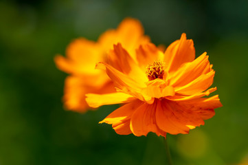 Cosmos sulphureus beautiful ornamental plant in bloom, bright orange color flowers on green shrub