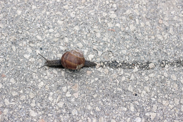 Snail crossing the road with slime trace