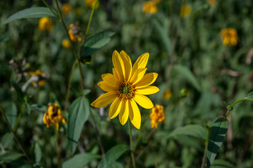 Helianthus tuberosus high garden flowers in bloom, root vegetable flowering plant with yellow petals