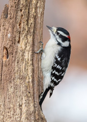 Male Downy Woodpecker foraging on a dead tree