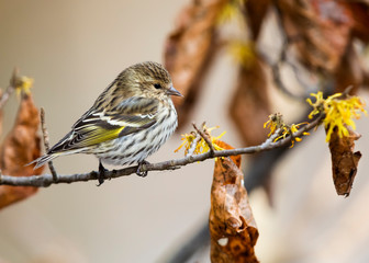 Pine Siskin perched on a Witch Hazel branch in late autumn