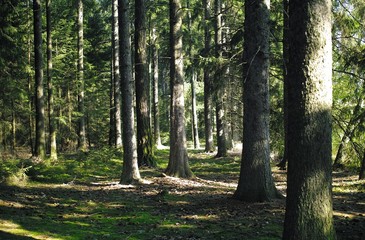 old spruce forest from summer season
