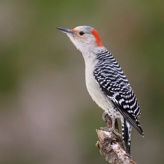 Red-bellied Woodpecker perched on a dead branch