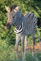 Baby Zebra in African Savannah