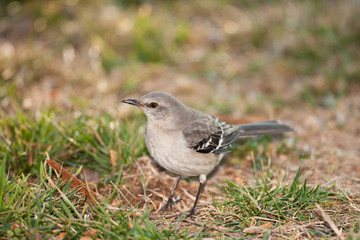 Northern Mockingbird