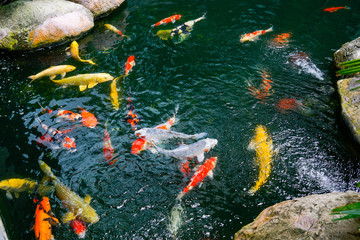 Koi fish in the found, japanese garden