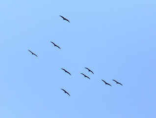A flock of migratory birds against a blue sky