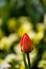 Fototapeta premium Red tulip petal