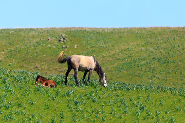 Horses graze in the steppe of Kazakhstan in spring