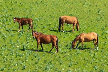 Naklejka na ściany i meble Horses graze in the steppe of Kazakhstan in spring