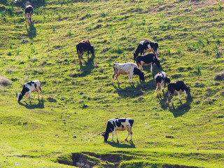 Fototapeta premium Herd of cows grazing in the hills in the spring