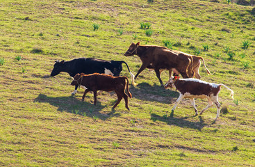 Herd of cows grazing in the hills in the spring