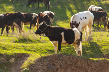 Herd of cows grazing in the hills in the spring