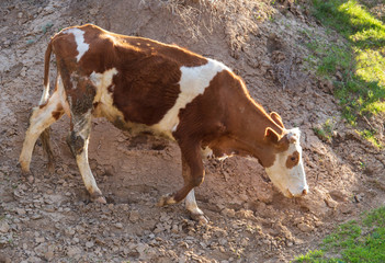 Cow grazing in the hills in the spring
