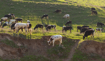 Herd of cows grazing in the hills in the spring
