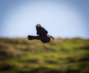 A black raven flies over a field in spring