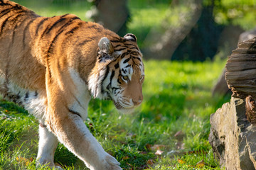 Amur Tiger