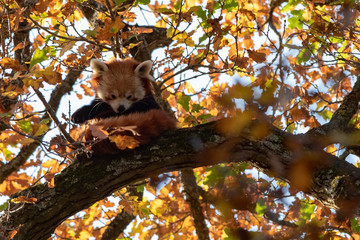 Red Panda
