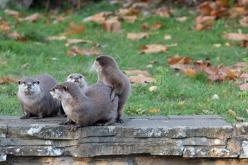 Eurasian Short Clawed Otter