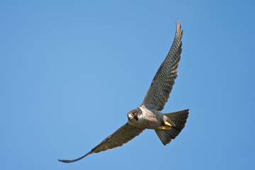 Peregrine Falcon adult flighit taken in northern MN in the wild