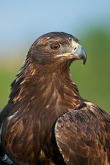 Golden Eagle adult head and shoulders taken in southern MN under controlled conditions