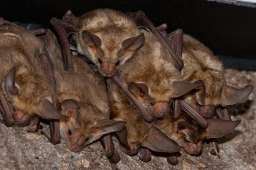Pallid Bat group taken in SE Arizona in the wild