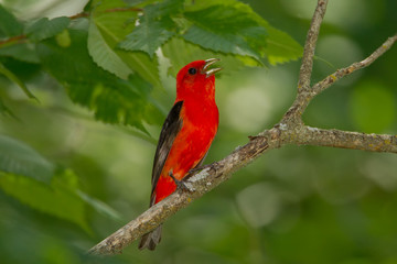 Scarlet Tanager taken in southern MN in the wild